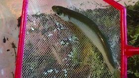 辛安小蛇吃瓜视频大全集,揭秘娱乐圈幕后故事