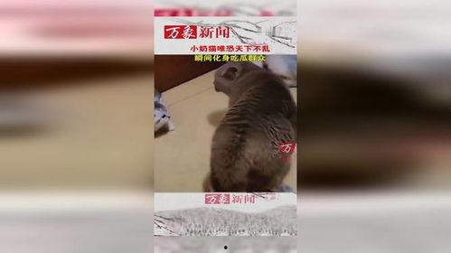 猫吃瓜群众视频,揭秘喵星人眼中的娱乐圈风云