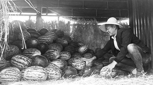 庵埠吃瓜群众事件视频,一场网络视频引发的社区热议