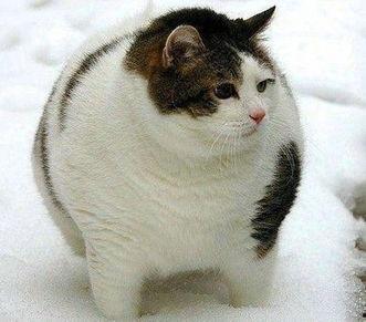 泰国肥猫吃瓜视频大全免费观看,萌态百出，欢乐无限