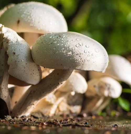 蘑菇视频吃瓜爆料在线招商,吃瓜爆料背后的在线招商风云