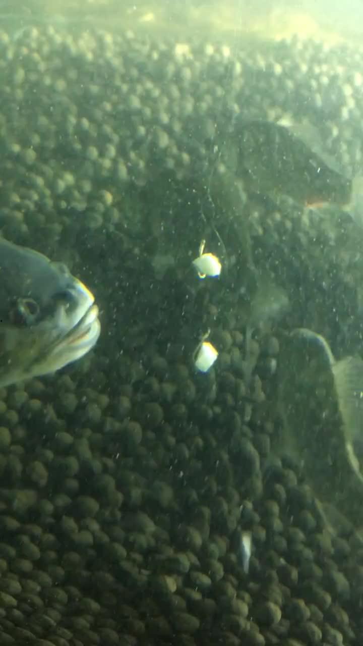 阿瓜吃巴掌鱼视频,惊险刺激的味蕾冒险