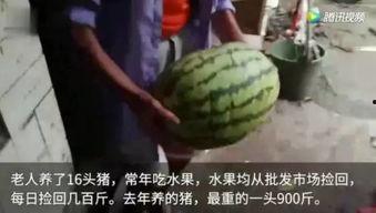 谁吃谁瓜视频完整版