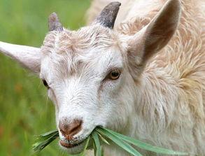 羊吃瓜视频大全,羊吃瓜视频大全集锦